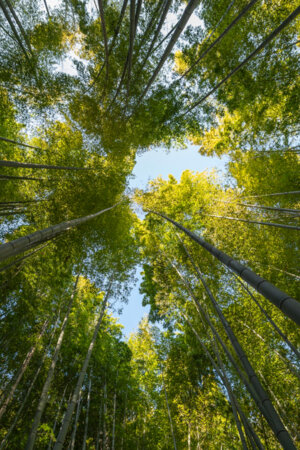 UC cria projeto para mapear conflitos ambientais em todo o país